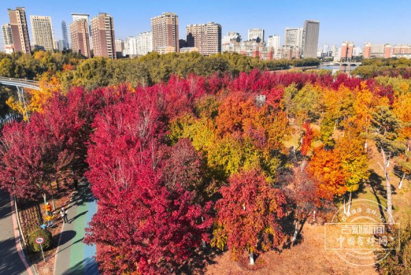 牛小散 吉镜头｜秋色正浓 长春月荷文化园红叶如霞